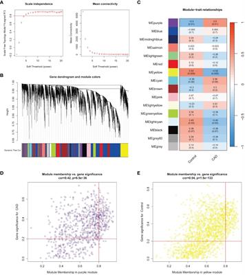 Identification of diagnostic biomarkers and immune cell infiltration in coronary artery disease by machine learning, nomogram, and molecular docking